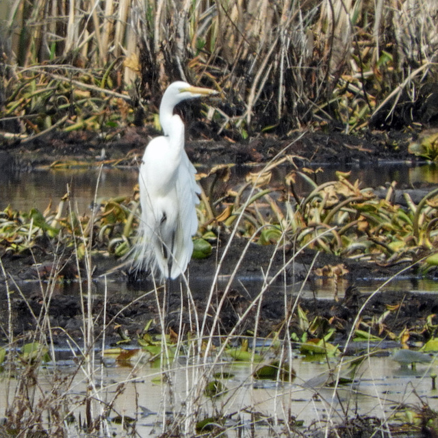 Day 3 afternoon, Great Egret, Pt Pelee