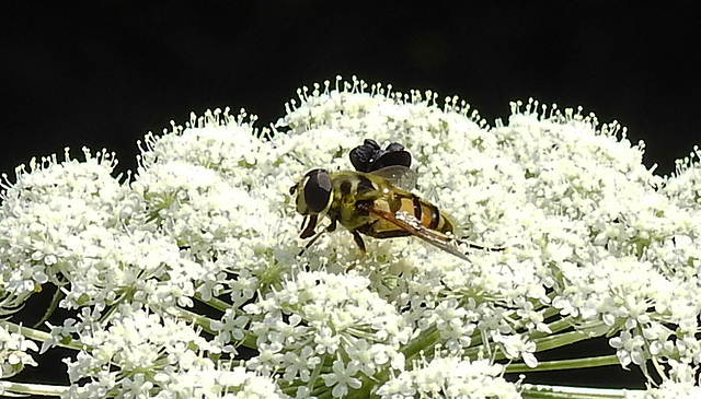 20210727 2040CPw [D~LIP] Totenkopf-Schwebfliege, Bad Salzuflen