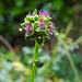 20210926 2903CPw [D~LIP] Kleiner Wiesenknopf (Sanguisorba minor), Bad Salzuflen