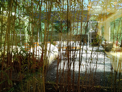 Little diffused garden