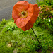 20220529 1106CPw [D~LIP] Klatsch-Mohn (Papaver rhoeas), Balkonblumen, Bad Salzuflen