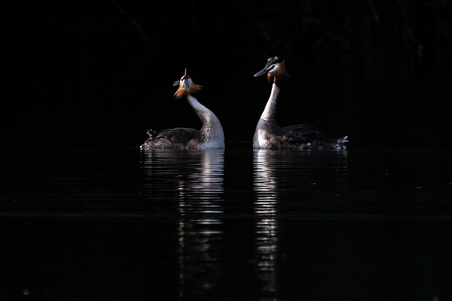 la danse des grèbes huppés