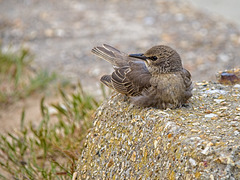 Juvenile Starling