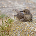 Juvenile Starling