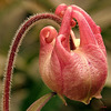 AQUILEGIA HYBRIDA
