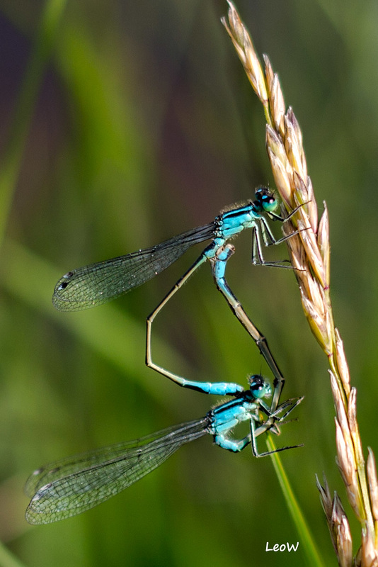 Pas de deux