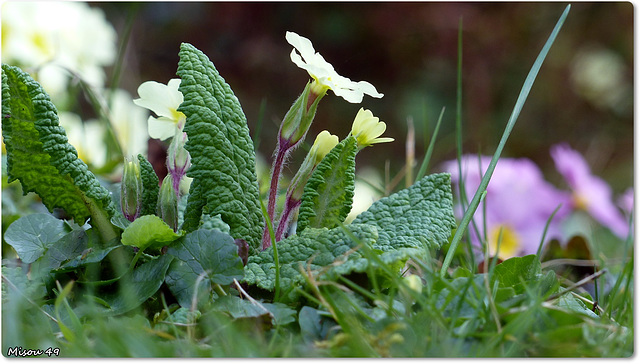 MON JARDIN