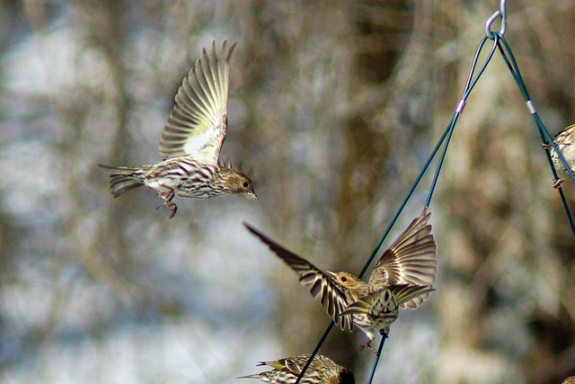 Aerial Combat