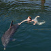 Плаваем с дельфином / Swimming with Dolphin