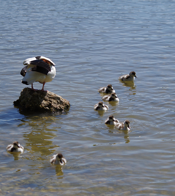 parc des oiseaux - Villars les Dombes