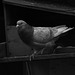mon pigeon