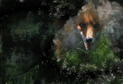 Fox terrier