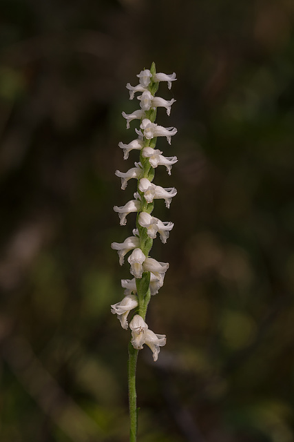 Spiranthes odorata (Fragrant Ladies'-tresses orchid)