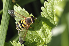 Wespen-Schwebfliege