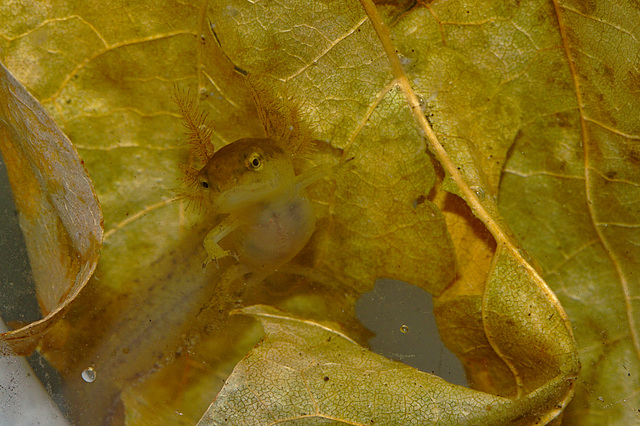 Newt tadpole IMG_1582