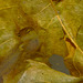 Newt tadpole IMG_1582