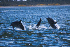 Dolphins at play