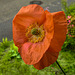 20220529 1108CPw [D~LIP] Klatsch-Mohn (Papaver rhoeas), Balkonblumen, Bad Salzuflen