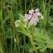 Rauhaariger oder behaarter Kälberkropf (Chaerophyllum hirsutum) - auch Wimper-Kälberkropf oder Bach-Kälberkropf genannt