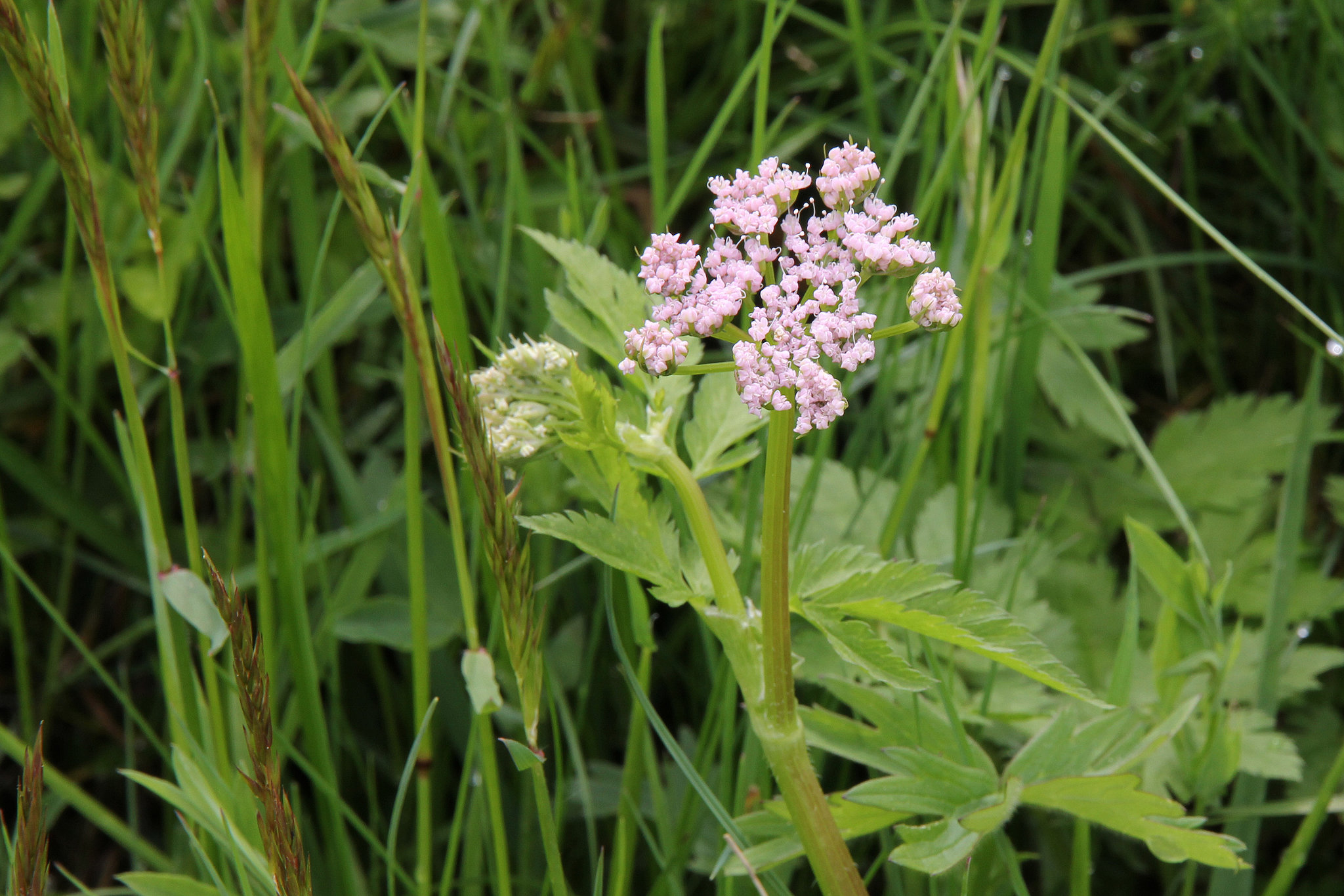 Rauhaariger oder behaarter Kälberkropf (Chaerophyllum hirsutum) - auch Wimper-Kälberkropf oder Bach-Kälberkropf genannt