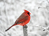 cardinal-DSC 1165