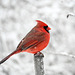 cardinal-DSC 1165