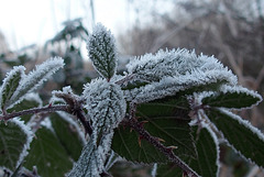 Les griffes de l'hiver !