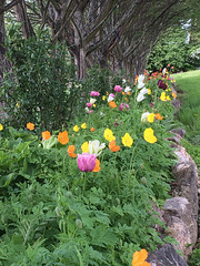 Poppy time is here again in the tulip trench