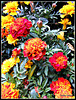 French Marigolds.