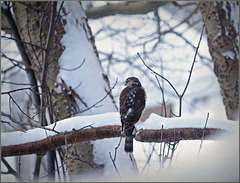 The local hawk hanging out