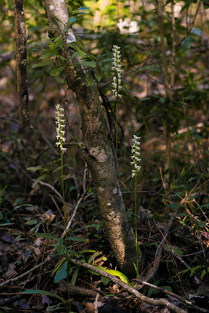 Spiranthes odorata (Fragrant Ladies'-tresses orchid)