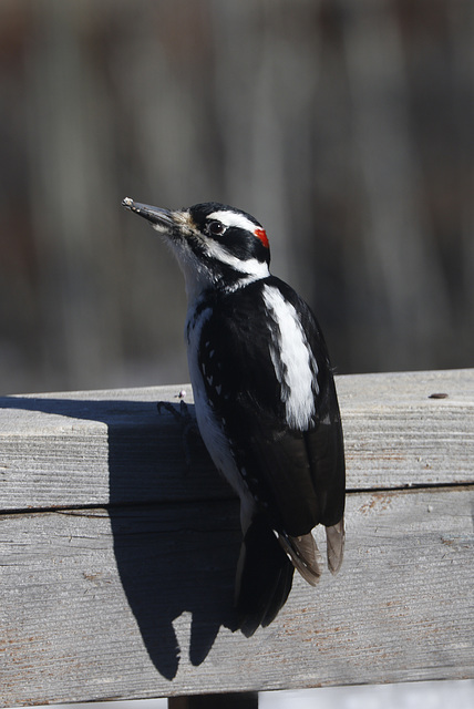 Hairy Woodpecker