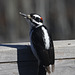 Hairy Woodpecker