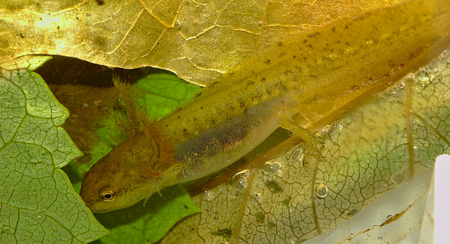 Newt tadpole IMG_1568