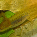 Newt tadpole IMG_1568