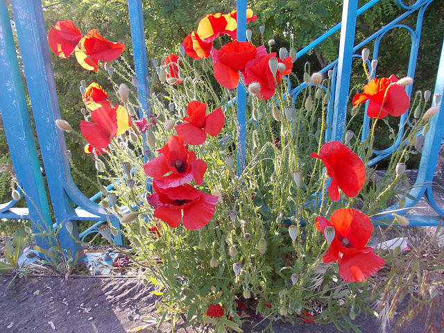 coquelicots sur le pont de Thoissey 2