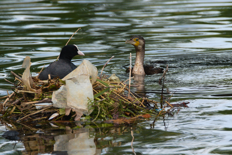 CootandCormorantEF7A9821