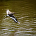 Black tailed godwit2