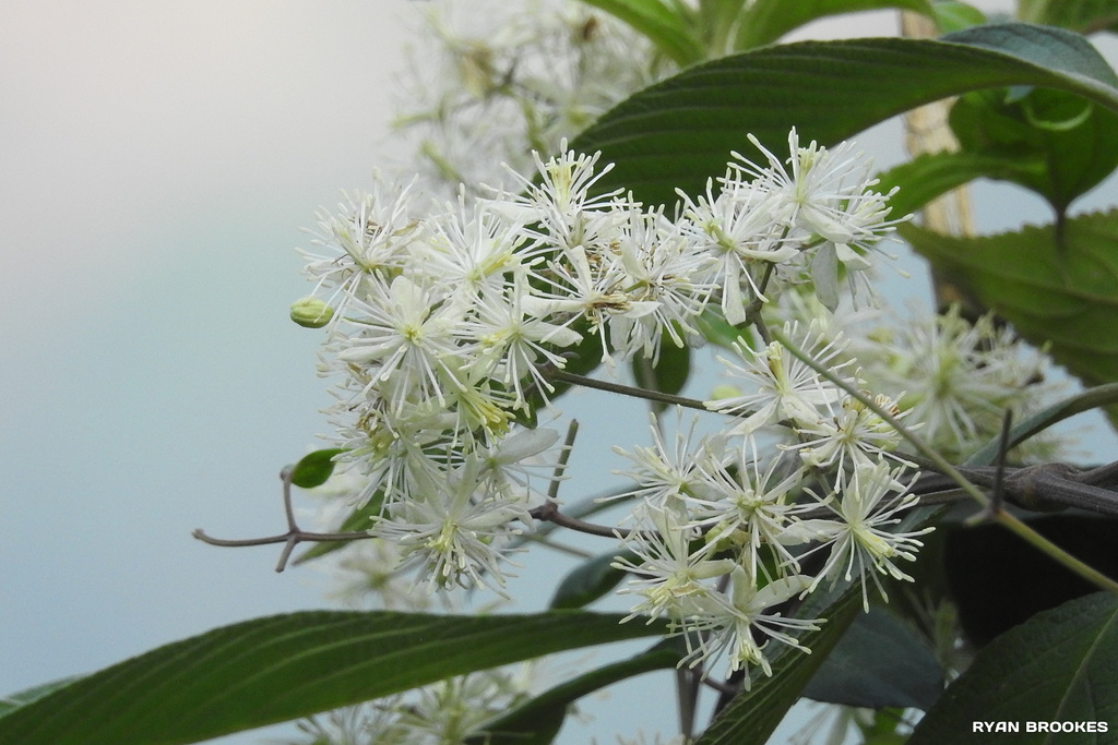 20191208-0340 Clematis gouriana Roxb. ex DC