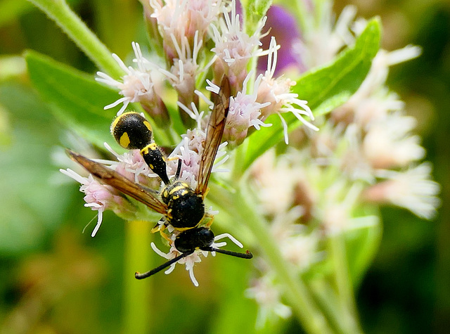 Eumenes coartatus