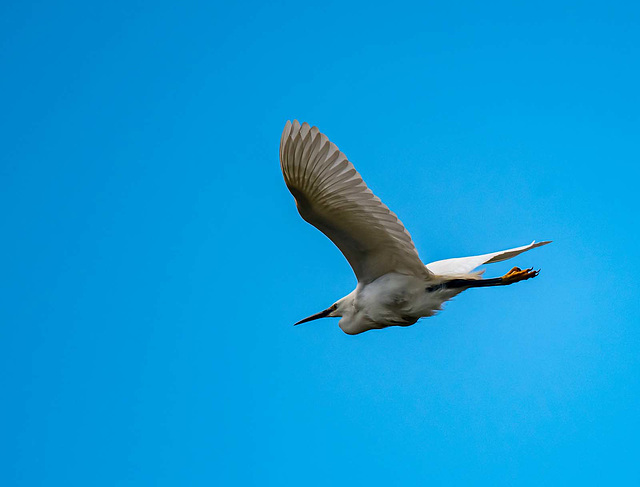 Little egret