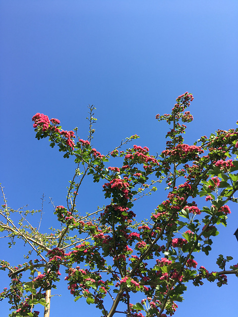 Dans le jardin