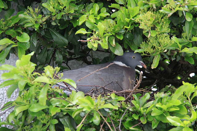 Nesting Pigeon