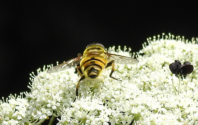 20210727 2042CPw [D~LIP] Totenkopf-Schwebfliege (Myathropa florea), Möhre (Daucus carota), Bad Salzuflen