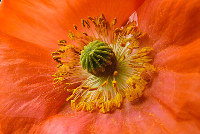 20220529 1109CPw [D~LIP] Klatsch-Mohn (Papaver rhoeas), Balkonblumen, Bad Salzuflen
