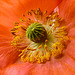 20220529 1109CPw [D~LIP] Klatsch-Mohn (Papaver rhoeas), Balkonblumen, Bad Salzuflen