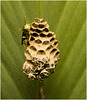 IMG 2857 Wasp Nest