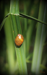 le Bijou sur sa monture