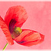 Poppy