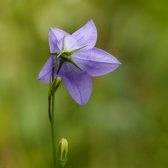 Harebell